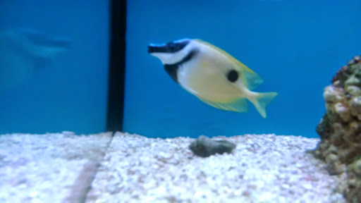 Pet Supply Store «Petco Animal Supplies», reviews and photos, 308 E Meighan Blvd, Gadsden, AL 35903, USA