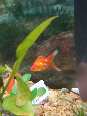 Petco - photo 65