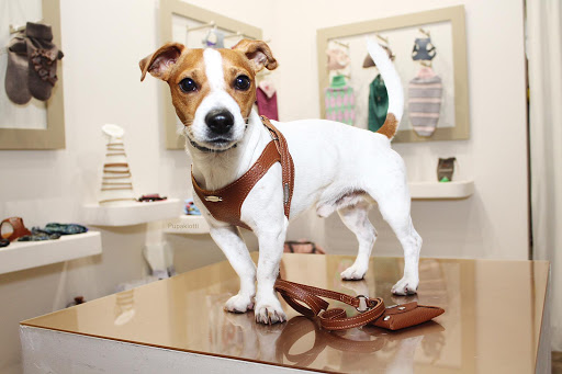 Pupakiotti Pets - Boutique per cani