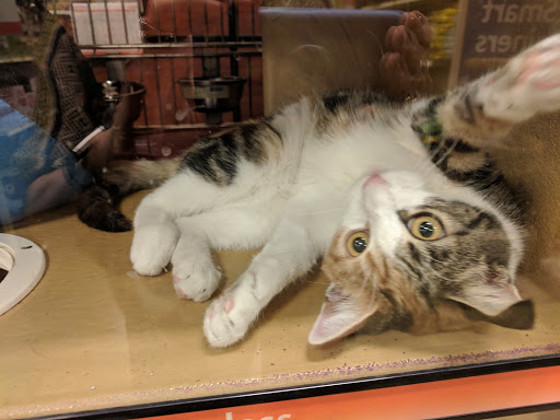 Pet Supply Store «PetSmart», reviews and photos, 745 W Huntington Dr, Monrovia, CA 91016, USA