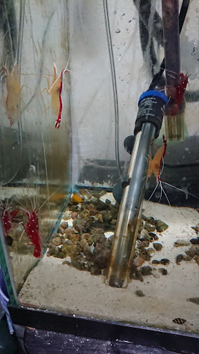 Pet Supply Store «Pet Club Santa Rosa», reviews and photos, 1935 Santa Rosa Ave, Santa Rosa, CA 95407, USA