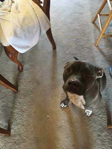 Pet Supply Store «Pet Food Express», reviews and photos, 912 Diablo Ave, Novato, CA 94947, USA