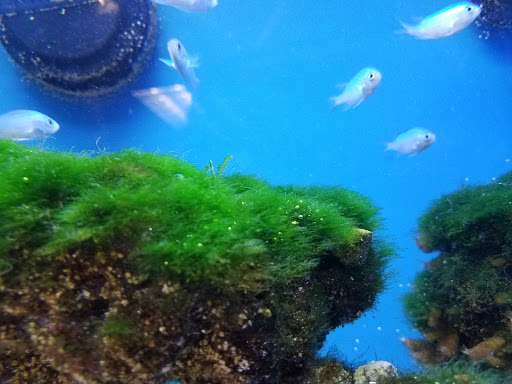 Pet Supply Store «Petco Animal Supplies», reviews and photos, 7215 170th Ave NE #115, Redmond, WA 98052, USA