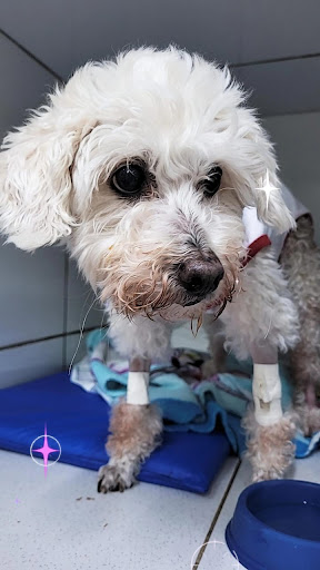 Veterinary Hospital 24 Hs Vet Popular em São Paulo - SP