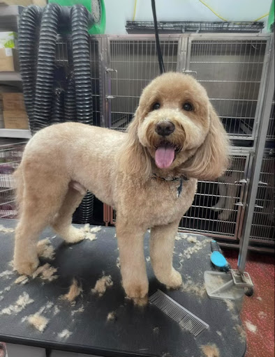 Pet Supply Store «Woof Gang Bakery & Grooming Abacoa», reviews and photos, 5440 Military Trail #7, Jupiter, FL 33458, USA