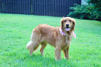 Woofie's of SE Greenville - Photo 8 - Car repair in , Spartanburg