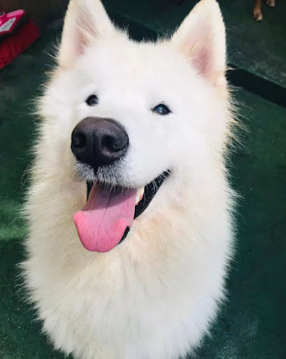 Hospedaria de Cães Vila Mariana São Paulo