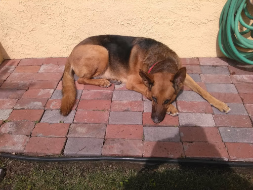 Pet Supply Store «Cats and Dogs - Pet Supplies & Grooming», reviews and photos, 2833 Hyperion Ave, Los Angeles, CA 90027, USA