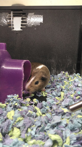 Pet Supply Store «PetSmart», reviews and photos, 79375 CA-111, La Quinta, CA 92253, USA