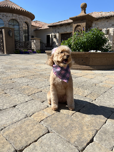 Pet Supply Store «Oh My Dog! Boutique & Spa», reviews and photos, 7137 E Stetson Dr #8, Scottsdale, AZ 85251, USA