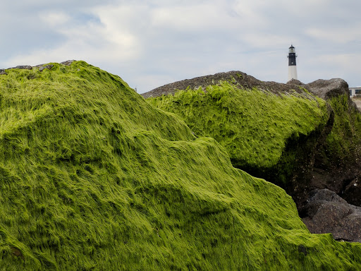 Museum «Tybee Island Light Station And Museum», reviews and photos, 30 Meddin Dr, Tybee Island, GA 31328, USA