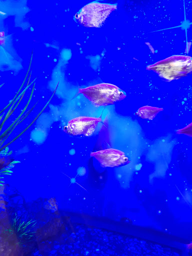 Pet Supply Store «Petco Animal Supplies», reviews and photos, 2765 Papermill Rd G-1, Reading, PA 19610, USA