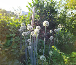 Bezirksverband der Gartenfreunde Freiburg e.V. photo