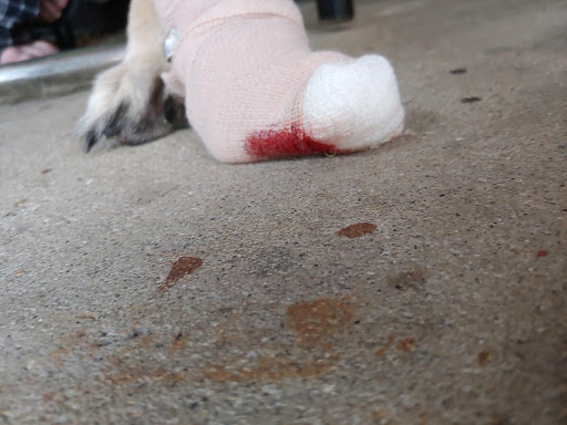 Pet Supply Store «PetSmart», reviews and photos, 4824 211th St, Matteson, IL 60443, USA