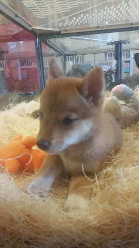 Pet Supply Store «Just Pets», reviews and photos, 8874 Maximus Dr, Lone Tree, CO 80124, USA