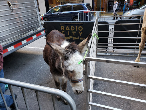 Performing Arts Theater «Radio City Music Hall», reviews and photos, 1260 6th Ave, New York, NY 10020, USA