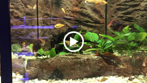 Tropical Fish Store «Beyond the Reef», reviews and photos, 205 W Golf Rd, Schaumburg, IL 60195, USA
