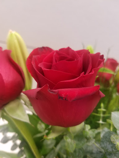 Florist «Landmark Florist», reviews and photos, 4818 Beauregard St, Alexandria, VA 22312, USA