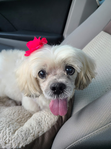 Doggy Day Trips Spa & Boutique