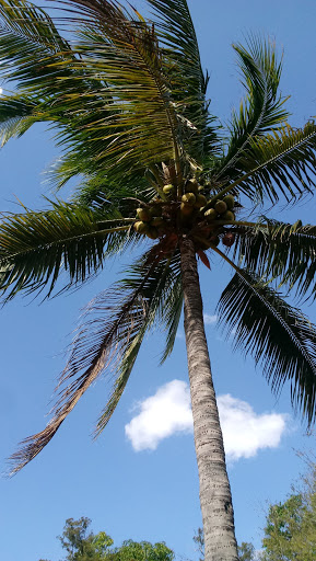 Stadium «City of Palms Park», reviews and photos, 2201 Edison Ave, Fort Myers, FL 33901, USA