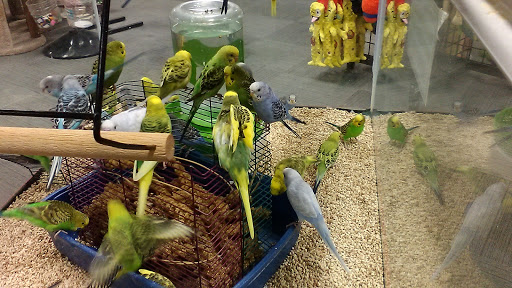 Parrot shops in Indianapolis