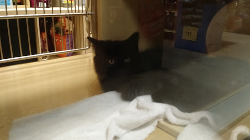 Pet Supply Store «PetSmart», reviews and photos, 160 Alewife Brook Pkwy, Cambridge, MA 02138, USA