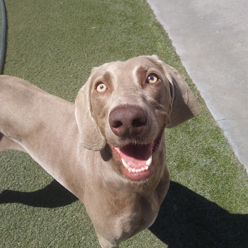 Pet Supply Store «Centinela Feed & Pet Supplies», reviews and photos, 4700 Pacific Coast Hwy, Long Beach, CA 90804, USA