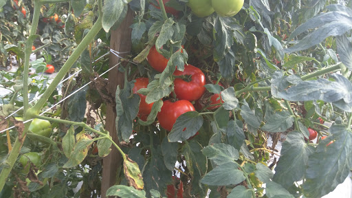 Photo of Elwood Howard Electrical Contractor