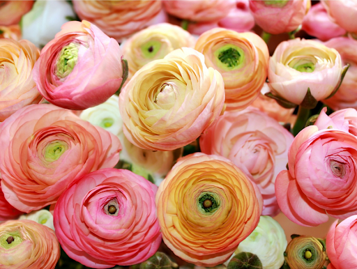 Florist «Rogers Florist», reviews and photos, 221 S Main St, Alpharetta, GA 30004, USA