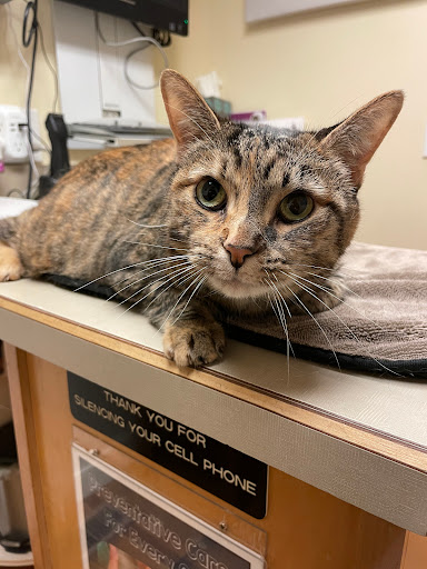 The Cat Doctor Veterinary Hospital image