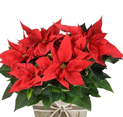 Florist «Beachwood Florist», reviews and photos, 325 New Haven Ave, Milford, CT 06460, USA