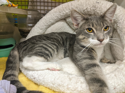 Pet Supply Store «Petco Animal Supplies», reviews and photos, 9230 Old Keene Mill Rd b, Burke, VA 22015, USA