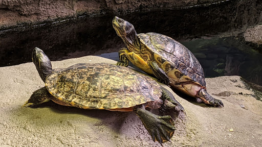Science Museum «Marine Science Center», reviews and photos, 100 Lighthouse Dr, Ponce Inlet, FL 32127, USA