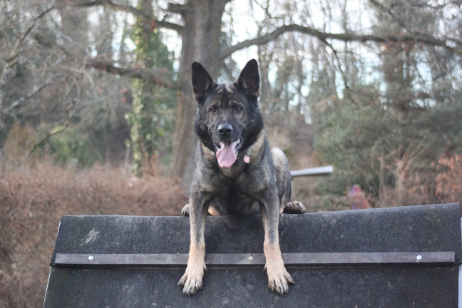 Rezensionen über Schweizerischer Schäferhund-Club Ortsgruppe Basel in Basel - Hundeschule