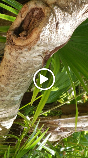 Zoo «Sarasota Jungle Gardens», reviews and photos, 3701 Bay Shore Rd, Sarasota, FL 34234, USA