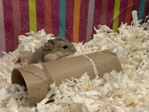 Pet Groomer «Animal Kingdom Grooming», reviews and photos, 339 S Santa Fe Ave, Pueblo, CO 81003, USA