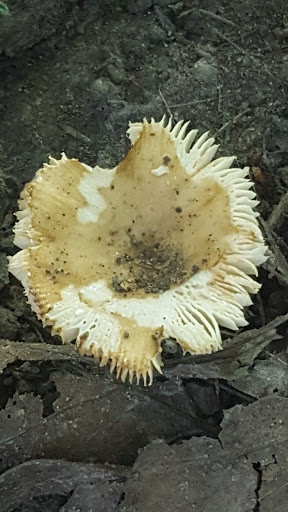 Golf Course «Chick Evans Golf Course», reviews and photos, 6145 Golf Rd, Morton Grove, IL 60053, USA