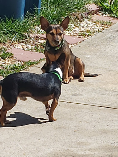 Pet Supply Store «PetSmart», reviews and photos, 1110 Hospitality Dr, Rock Hill, SC 29730, USA