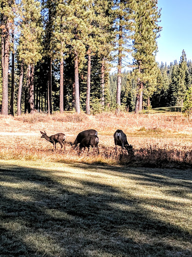 Public Golf Course «Coyote Moon Golf Course», reviews and photos, 10685 Northwoods Blvd, Truckee, CA 96161, USA