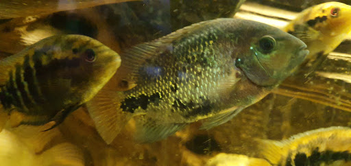 Tropical Fish Store «America Aquaria», reviews and photos, 3485 N 124th St, Brookfield, WI 53005, USA