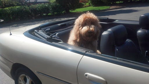 Pet Supply Store «Pet Adventure», reviews and photos, 22803 44th Ave W, Mountlake Terrace, WA 98043, USA