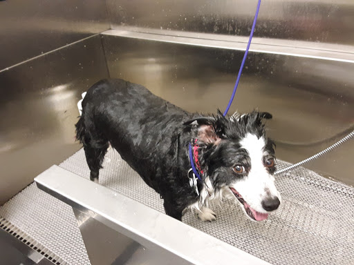 Pet Supply Store «All About Dogs & Cats LLC», reviews and photos, 1429 S Glenstone Ave, Springfield, MO 65804, USA