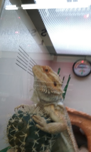 Pet Supply Store «Pet Supplies Plus», reviews and photos, 3205 W 115th St, Merrionette Park, IL 60803, USA