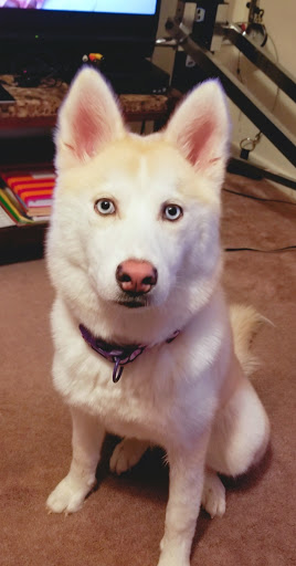 Pet Supply Store «Petco Animal Supplies», reviews and photos, 4030 N MacArthur Blvd #200, Irving, TX 75038, USA