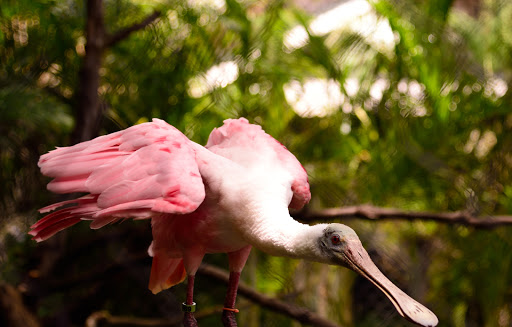 Zoo «Palm Beach Zoo & Conservation Society», reviews and photos, 1301 Summit Blvd, West Palm Beach, FL 33405, USA