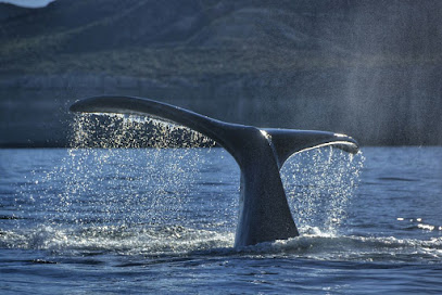 Bottazzi Avistaje de Ballenas/ Whale Watch
