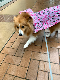 North Bergen Pet Sitter LLC - Photo 1 - Car repair in , Jersey City