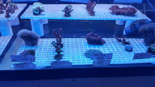 Tropical Fish Store «Best Fish», reviews and photos, 1335 N Doctor M.L.K. Dr, Milwaukee, WI 53212, USA