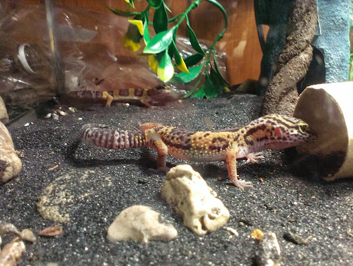 Pet Supply Store «Pet Supplies Plus», reviews and photos, 605 Grand Central Ave, Vienna, WV 26105, USA