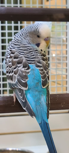 Pet Supply Store «PetSmart», reviews and photos, 2140 17th St, Santa Ana, CA 92705, USA